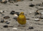 VWG vogelreis Oost Duitsland mei 2010 037